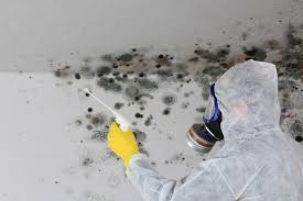 Why You Should Choose Our Mold Remediation Services in Glenwood Springs, CO